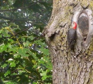 red-bellied-woodpecker1